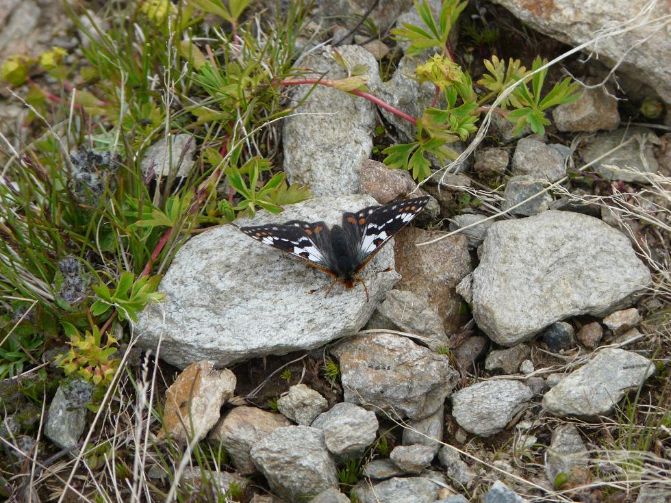 Farfalle Ortles-Cevedale-Stelvio